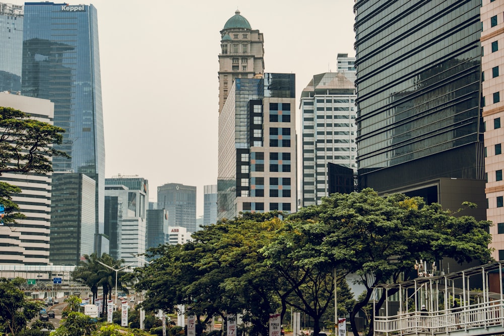 high-rise buildings near tall trees