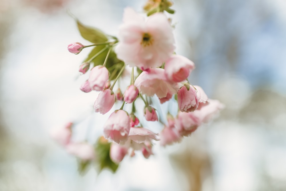 focus photography of pink petaled flower