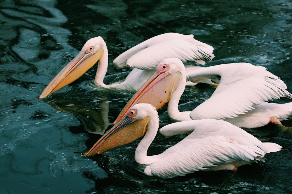 three white ducks on body of water