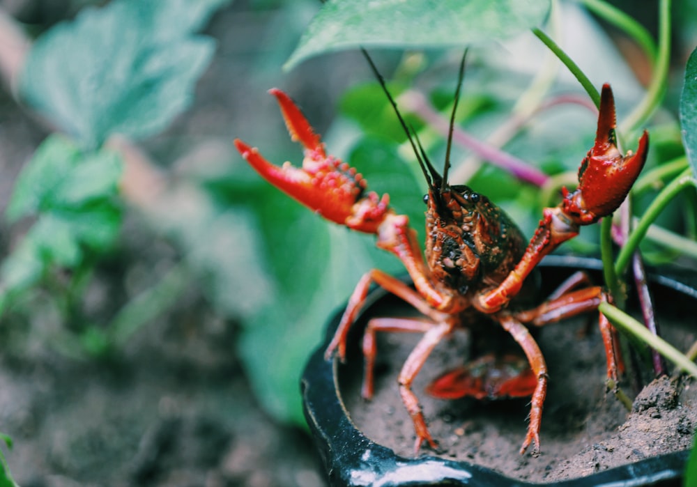 crayfish on potted plant