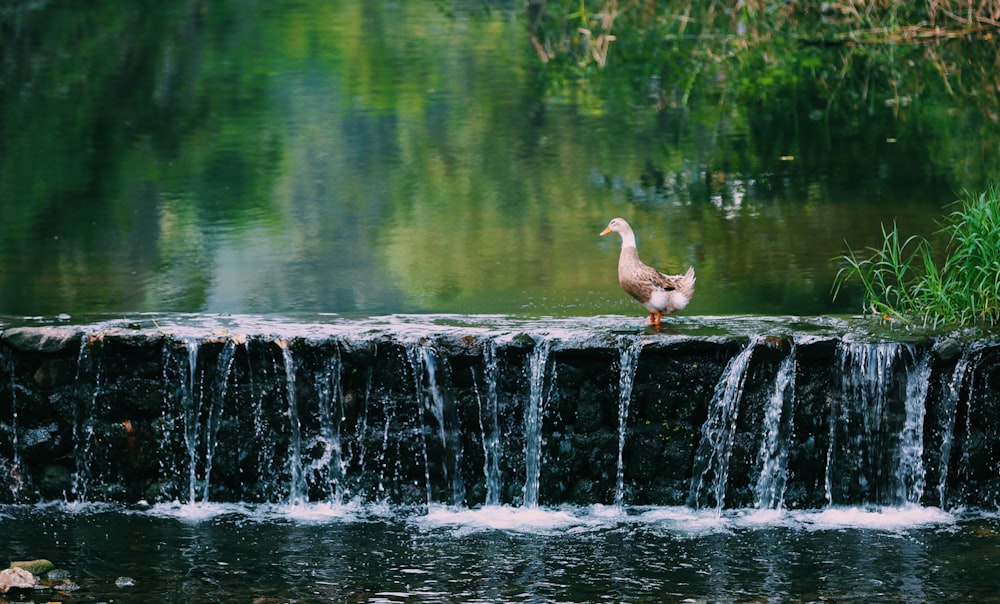 brown duck on body of water