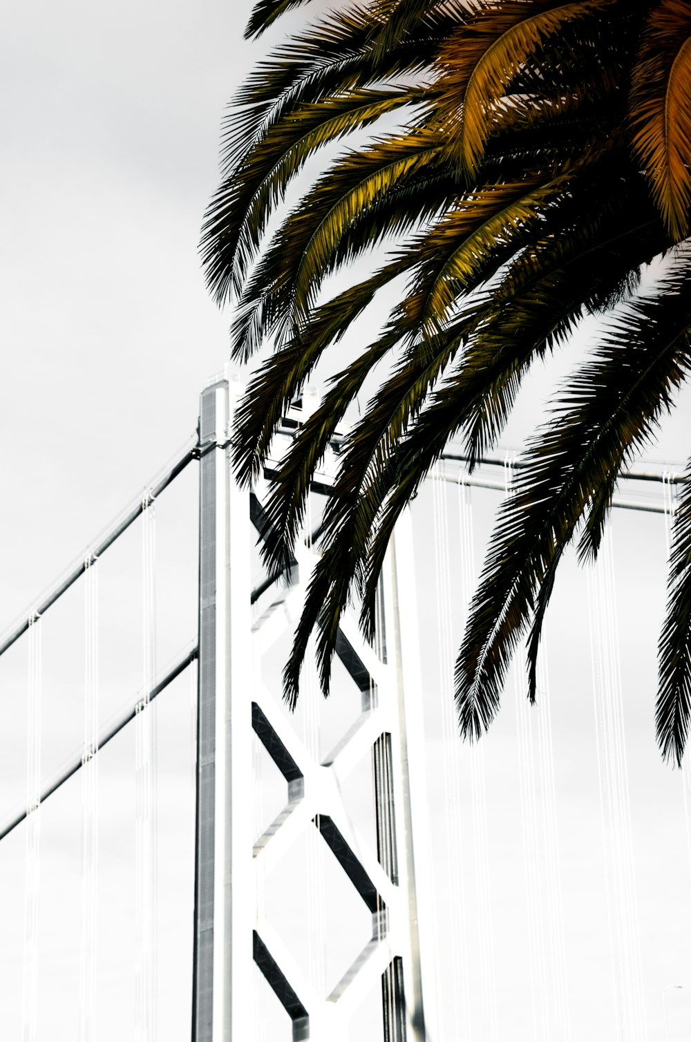 palm tree near bridge