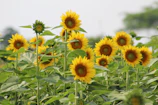 Bright sunflowers blooming in a sunny backyard garden.
