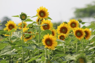 Bright sunflowers basking in sunlight, arranged in a cheerful garden setting.
