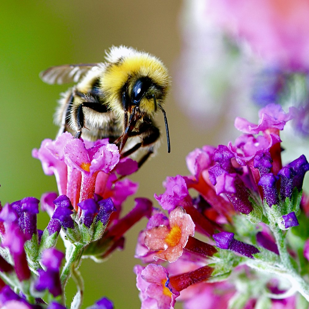 bee perching on purple flowers