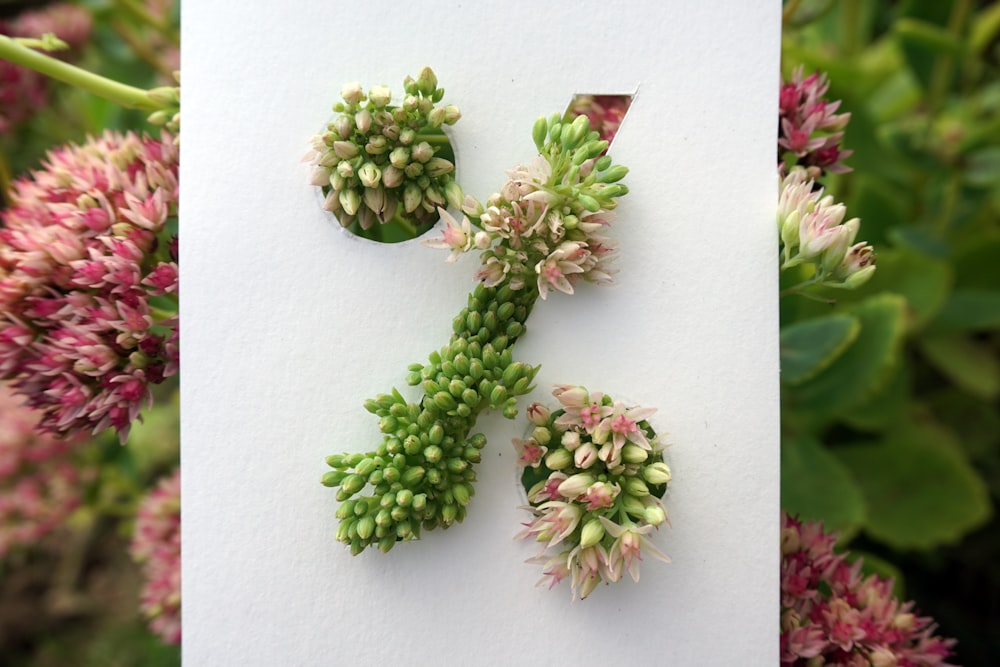 green flower buds