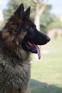 view of right side of the dog
