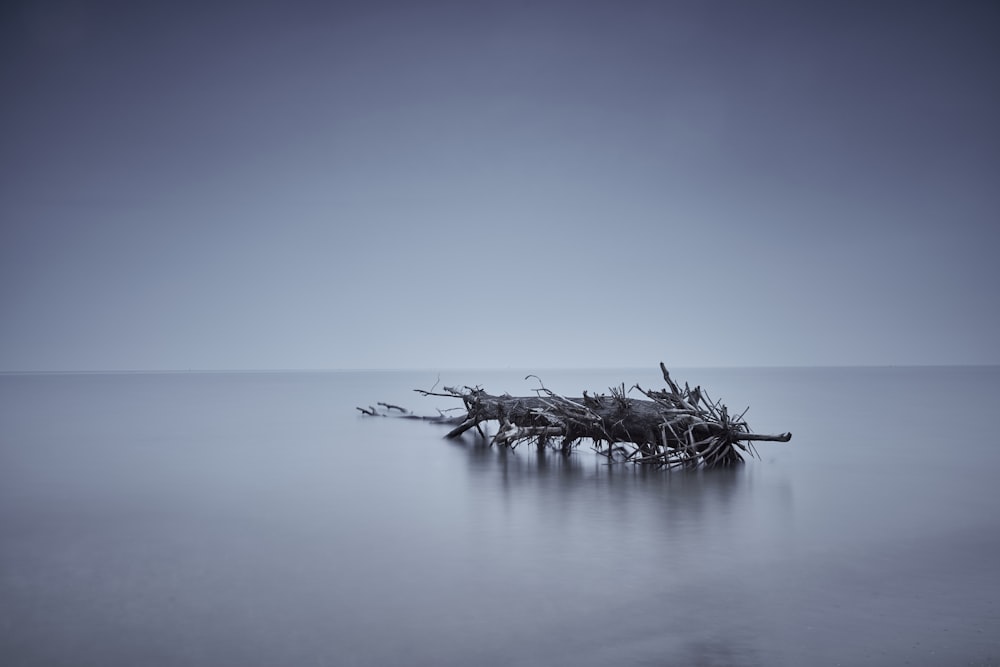 brown wooden trunk on body of water