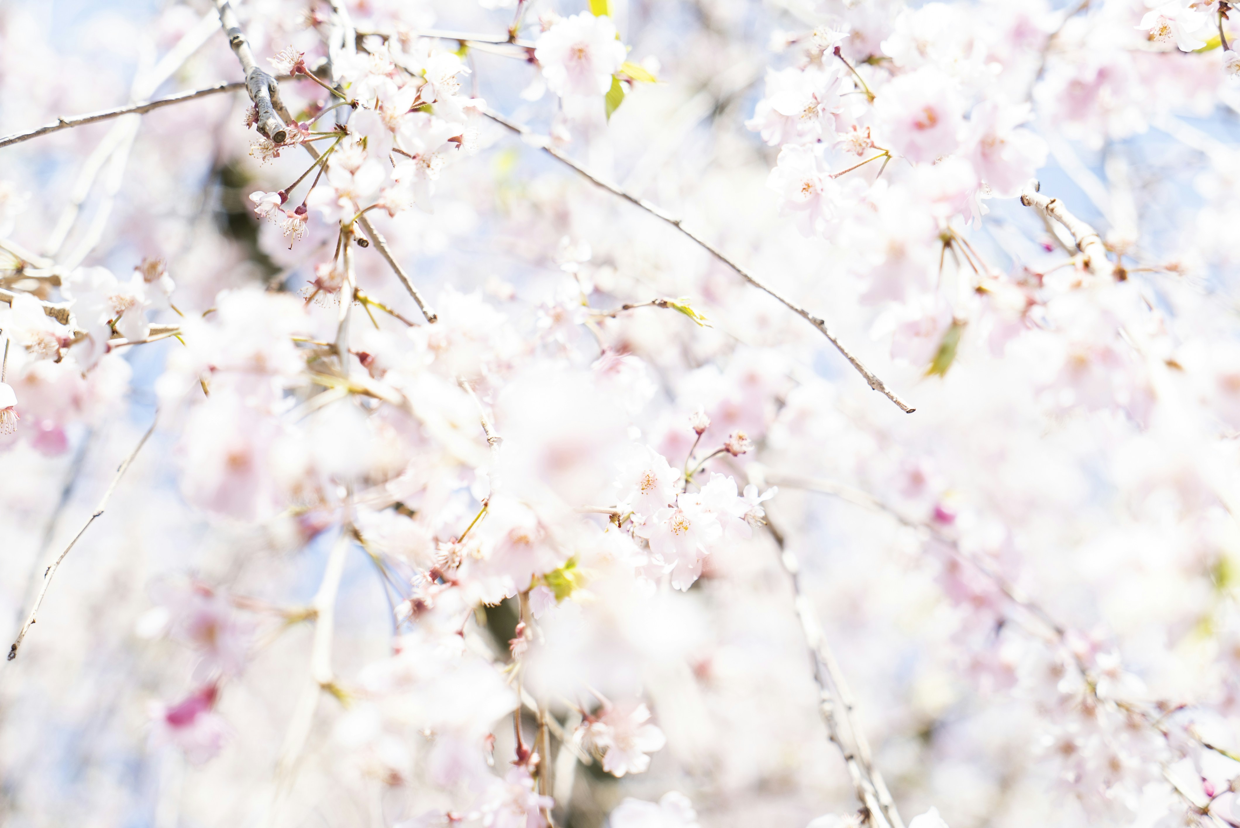 Photo by davidemrich