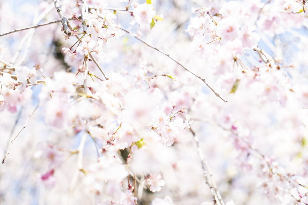 white flowering tree