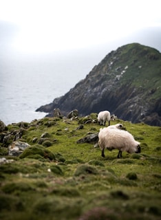 white sheep