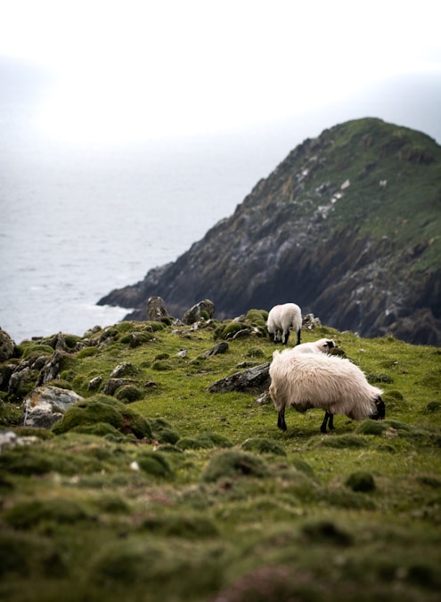 white sheep