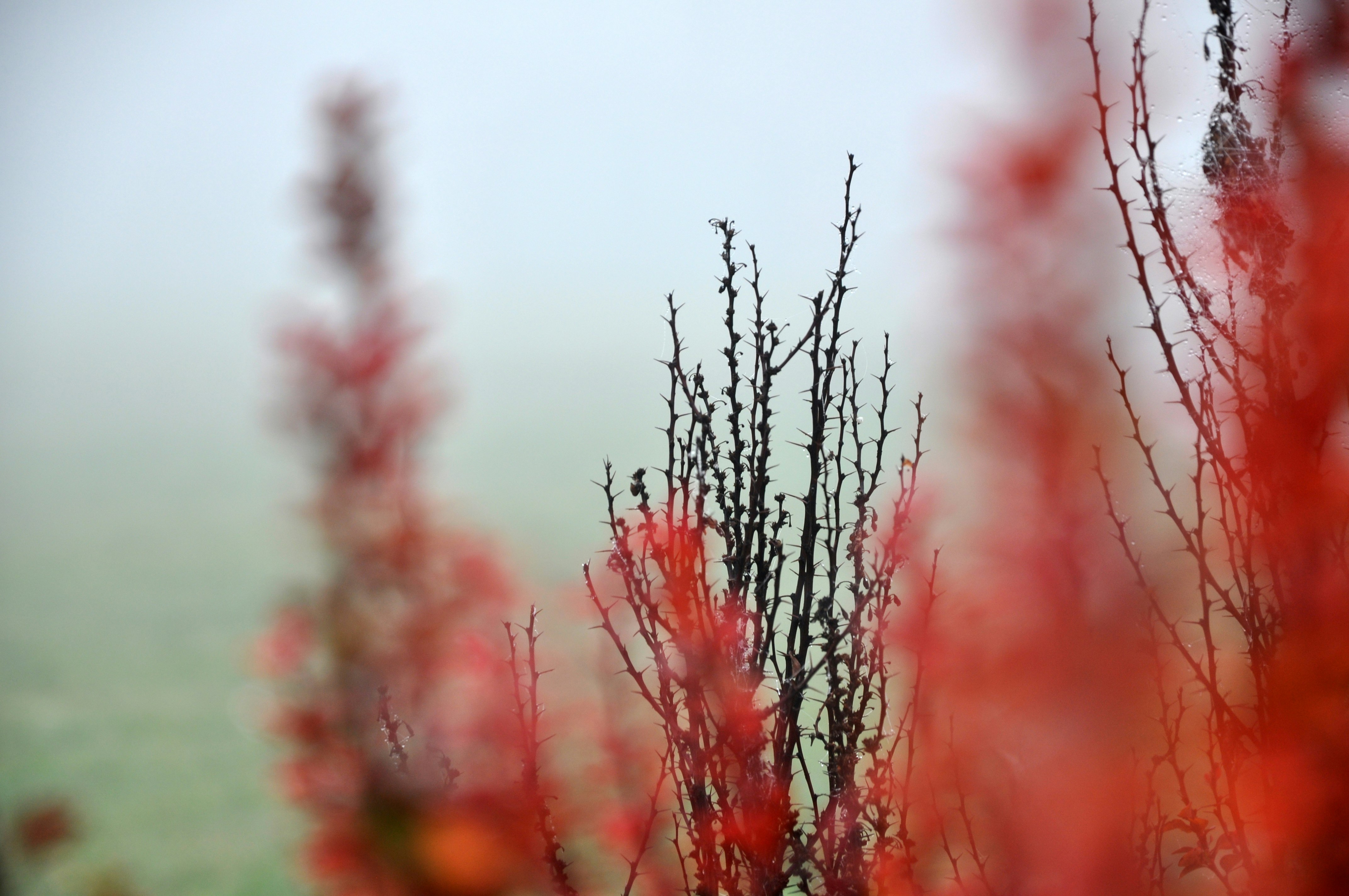 red flowers