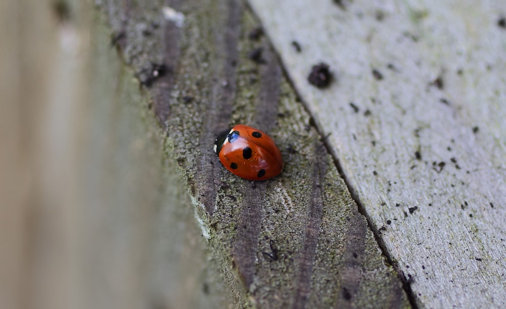 ladybug on brown surface