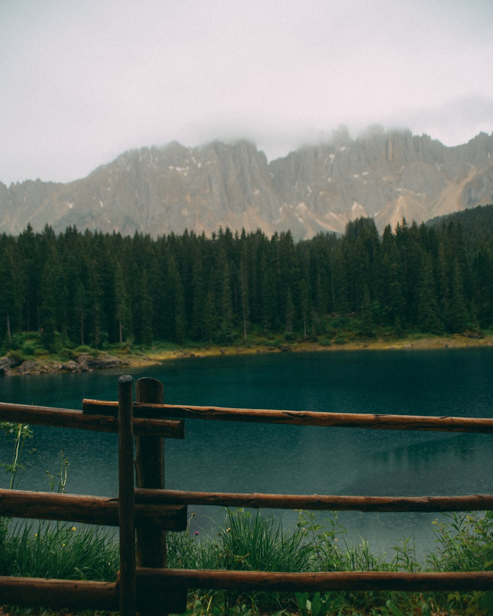 green pine trees near lake