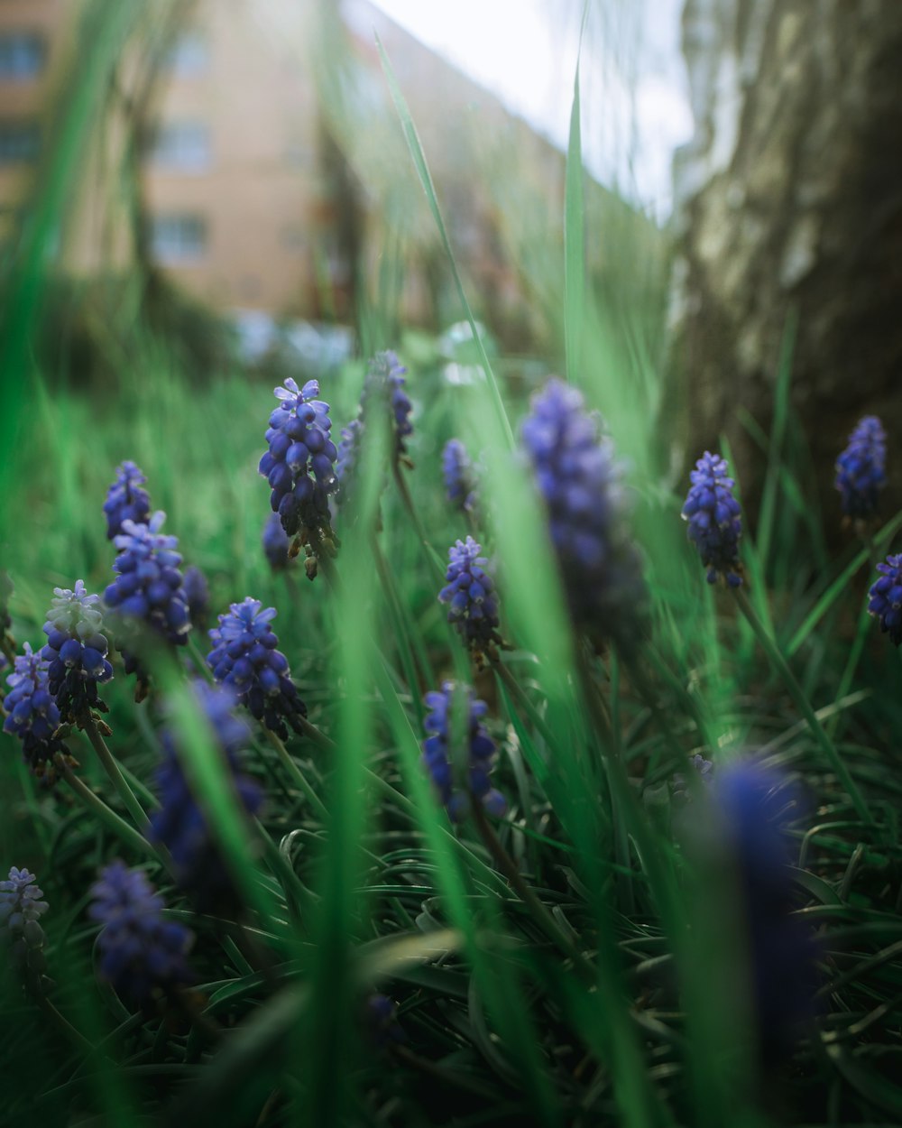 blue lavender flowers