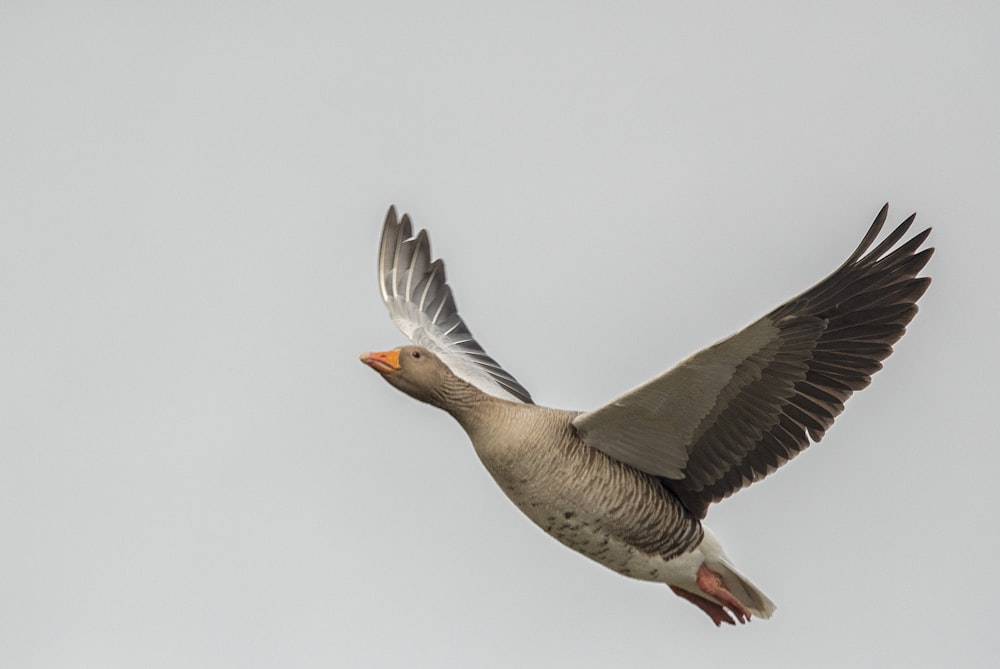 soaring gray bird