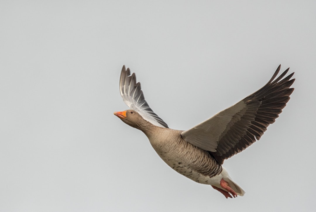  soaring gray bird goose