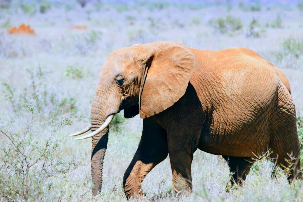 foto de foco raso do elefante marrom