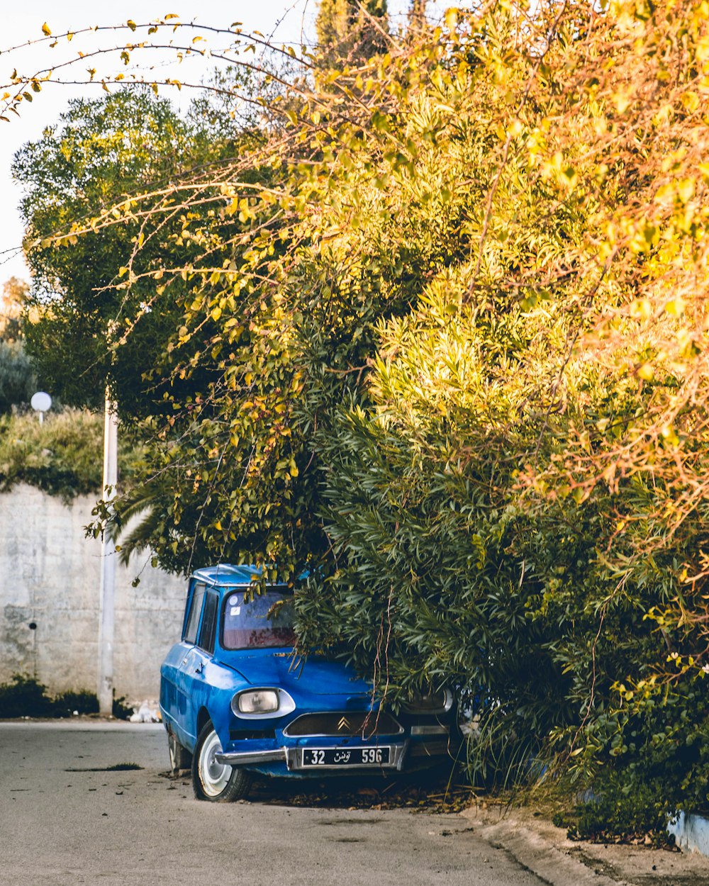 blue vehicle under vine plant