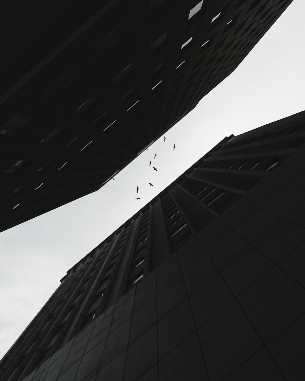 Flachwinkelansicht eines Vogels, der zwischen Gebäuden fliegt