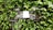 A small drone with propeller guards is hovering in front of a lush green leafy background. The drone features four rotors and appears to be in motion, with blurred propellers indicating flight.