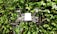 A small drone with propeller guards is hovering in front of a lush green leafy background. The drone features four rotors and appears to be in motion, with blurred propellers indicating flight.