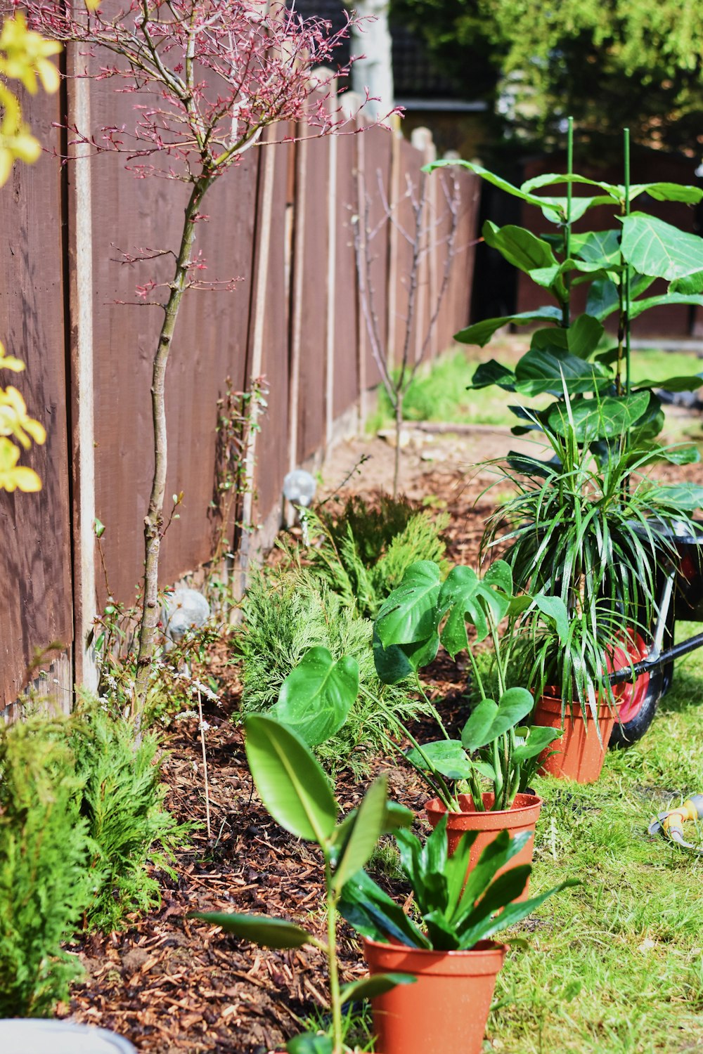 green potted plants