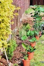 potted green plants on garden
