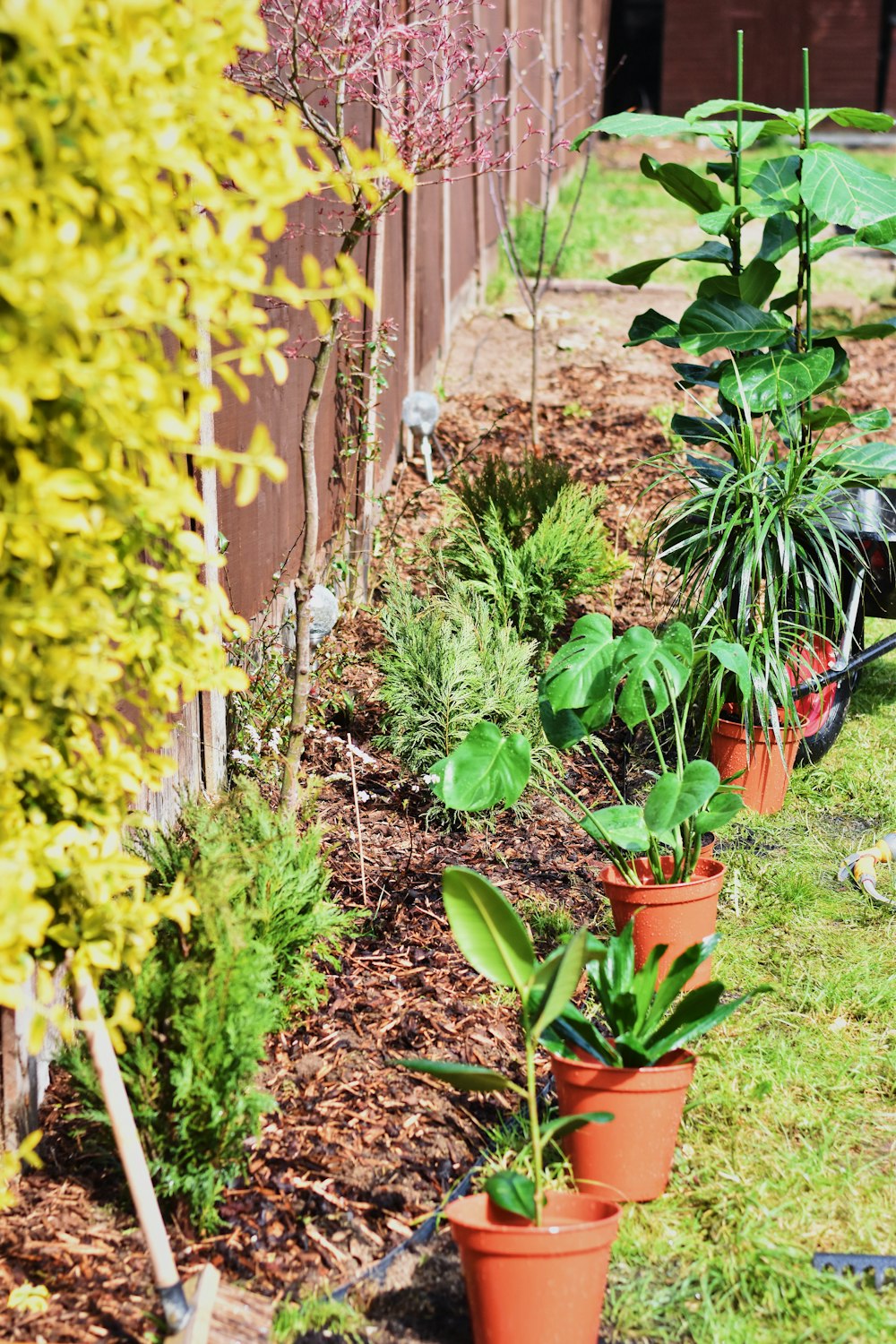 potted green plants on garden