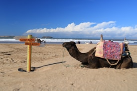A camel is sitting on a sandy beach, adorned with colorful blankets and ropes. Nearby, a wooden signpost points towards the surf and kite zones. The sea is in the background with waves breaking towards the shore, and a clear blue sky with some clouds above.