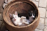 Two kittens comfortably nestled in a woven basket. One kitten is white with grey patches, looking playfully at the camera with its mouth slightly open. The other kitten has darker fur with striking black and white markings, gazing curiously. The basket rests on a stone floor, surrounded by a cozy, rustic setting.