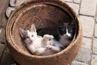 Two kittens comfortably nestled in a woven basket. One kitten is white with grey patches, looking playfully at the camera with its mouth slightly open. The other kitten has darker fur with striking black and white markings, gazing curiously. The basket rests on a stone floor, surrounded by a cozy, rustic setting.