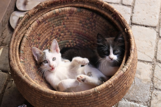 Two kittens comfortably nestled in a woven basket. One kitten is white with grey patches, looking playfully at the camera with its mouth slightly open. The other kitten has darker fur with striking black and white markings, gazing curiously. The basket rests on a stone floor, surrounded by a cozy, rustic setting.