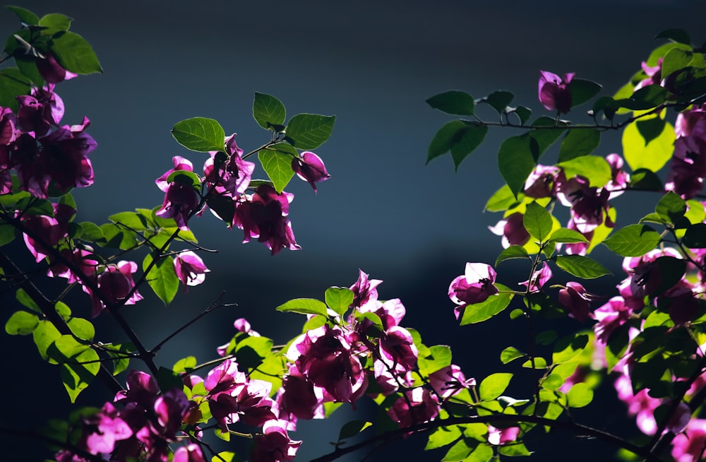 purple-petaled flowers