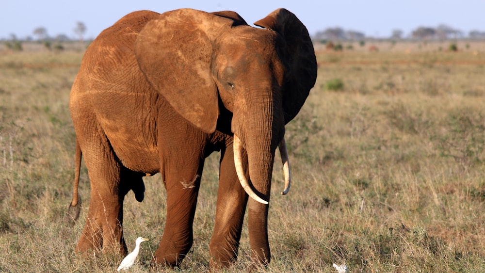 elefante marrón en el desierto