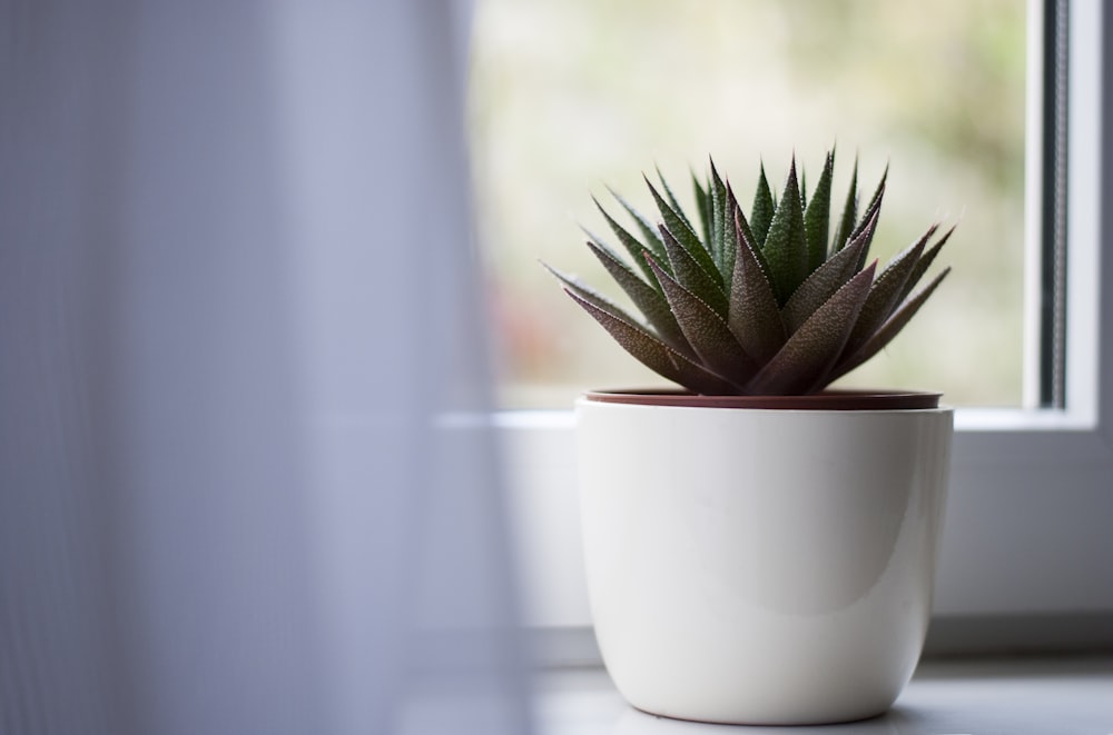 green-leafed succulent plant