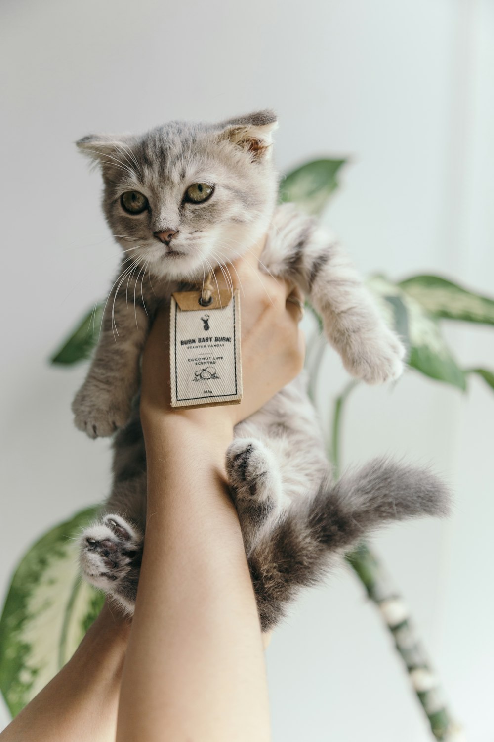 silver tabby kittens