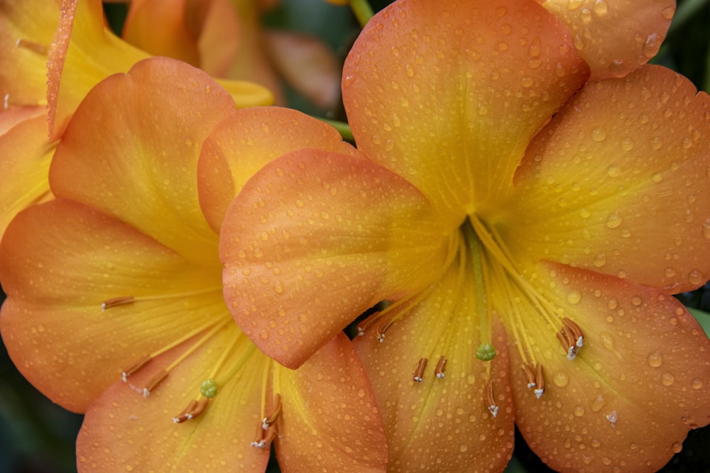 昼間にオレンジ色の花が咲く