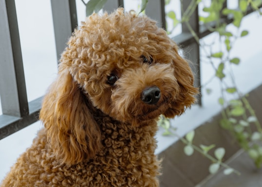 curly long-coated brown dog at the fence