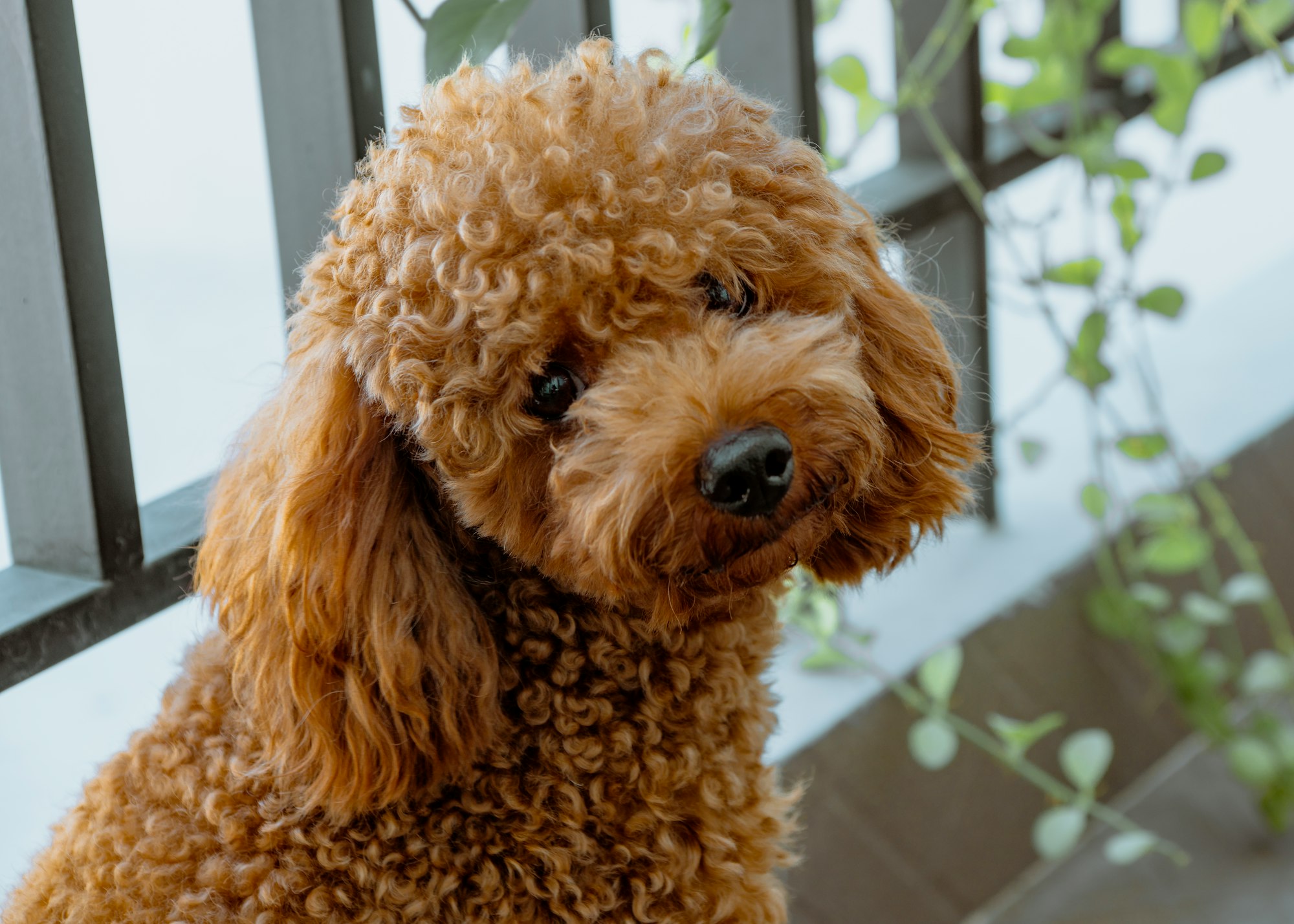 toy poodle eparation anxiety