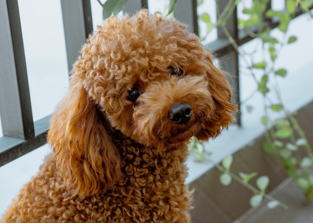 Unraveling the Puzzling Past: The Fascinating History and Evolution of Poodles