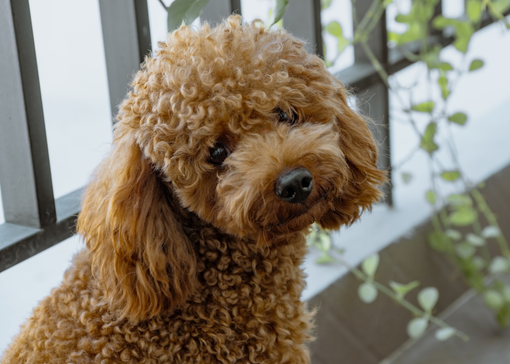 curly long-coated brown dog at the fence