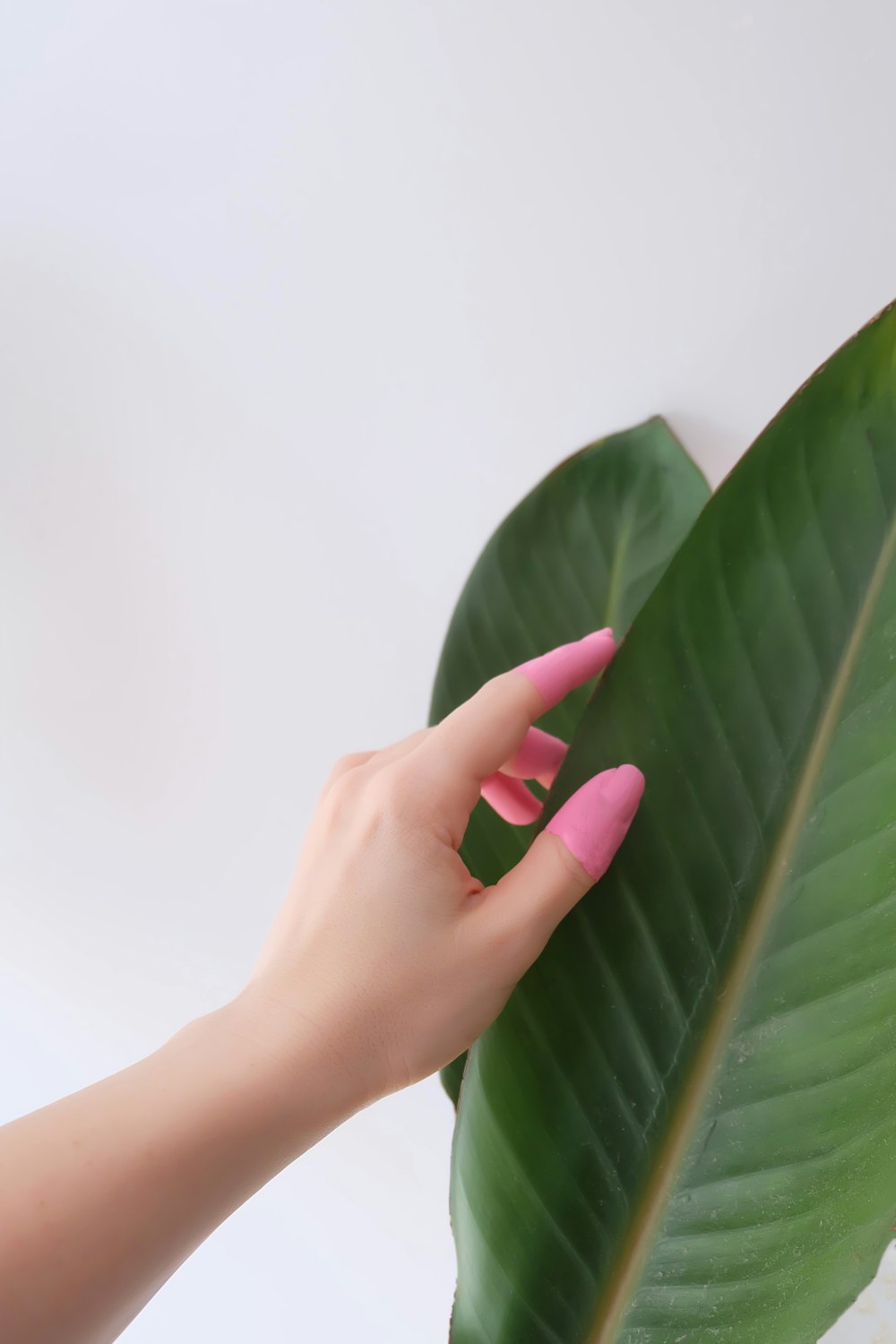 person holding green-leafed plant