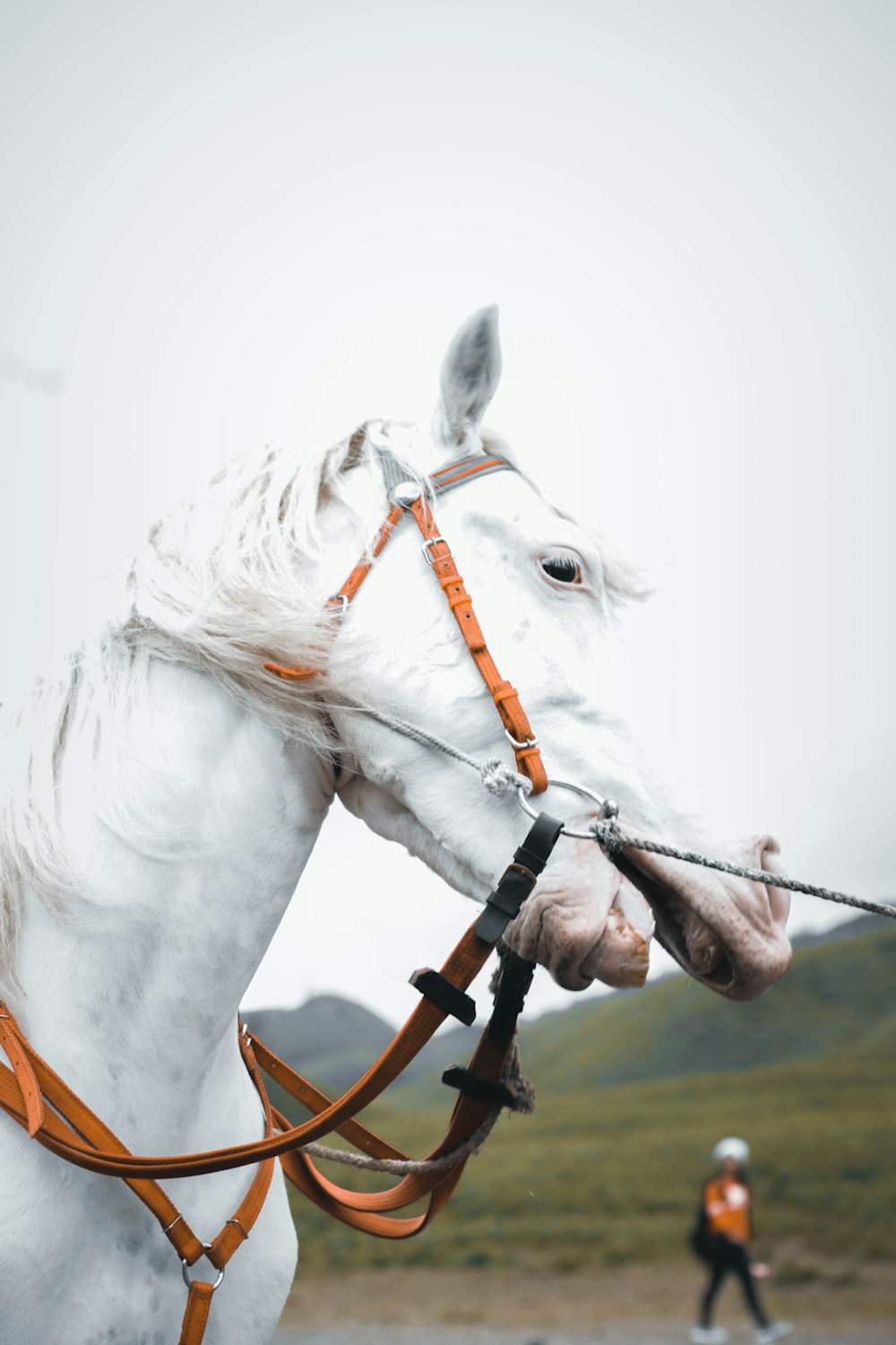 weißes Pferd mit gelbem Geschirr