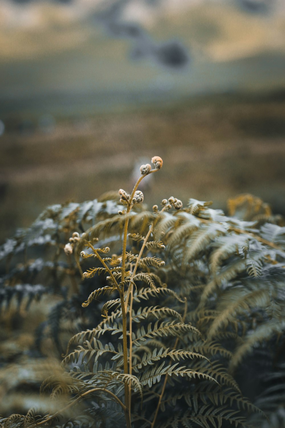 green fern plant close-up photography