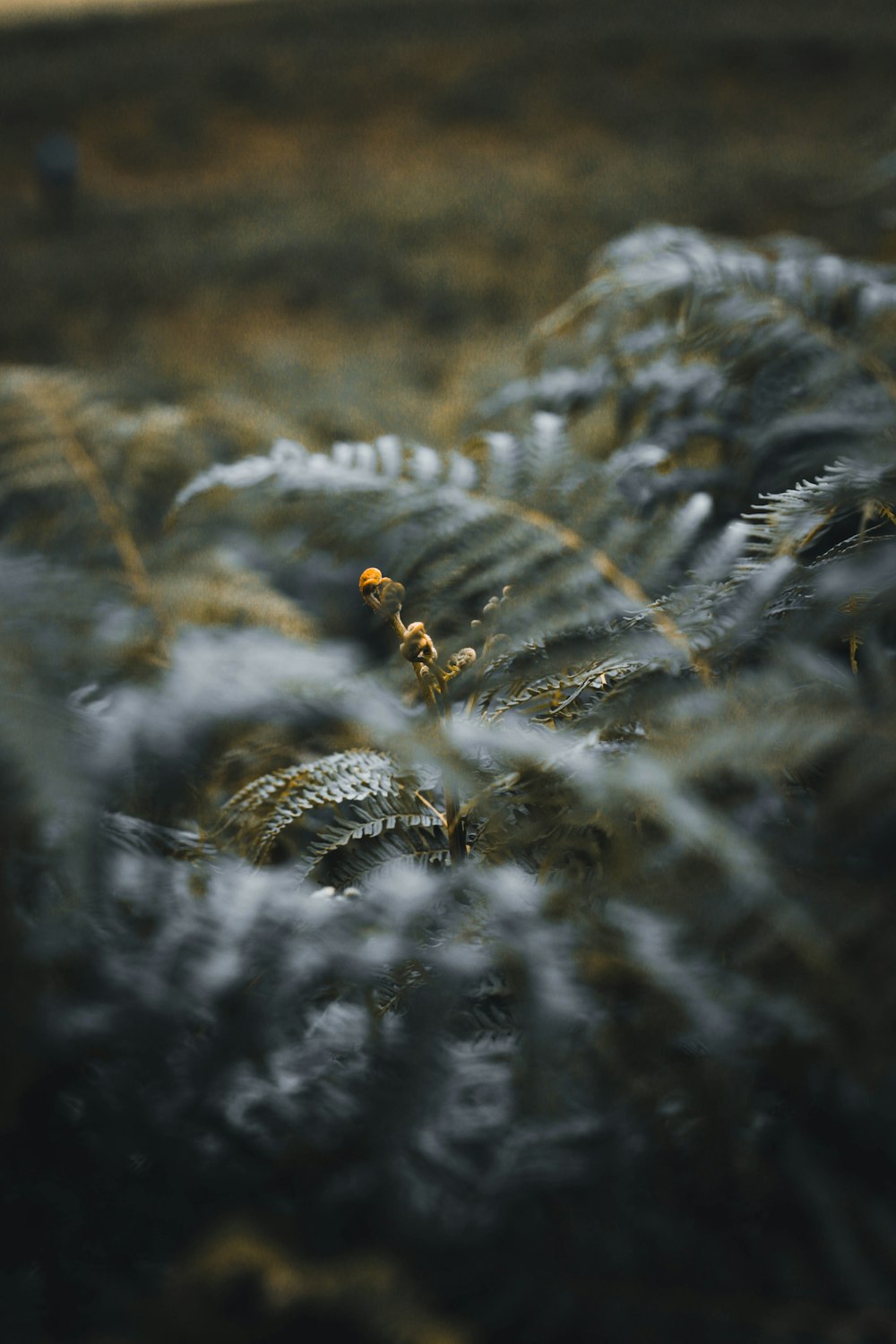 gray fern plants