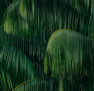 palm leaves