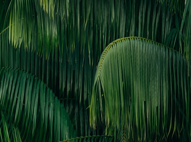 palm leaves