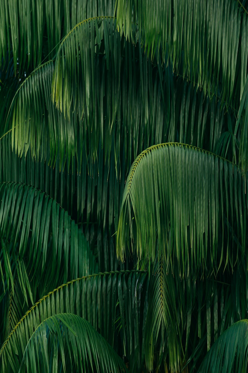 palm leaves